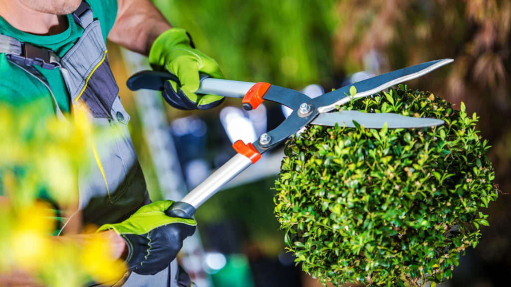 This is an image example of our hedge trimming service to remove overgrowth in the Spring.