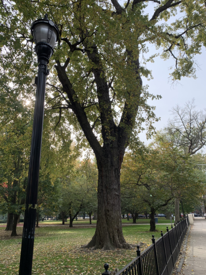 This is a tree that has received deep root fertilization for the past 3 years. It's a historic tree at at New Jersey Park. This service helps keep the root system healthy.