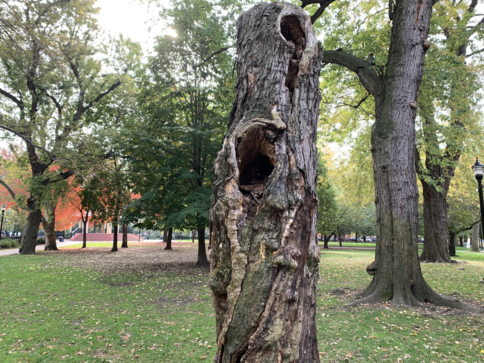 This is a photo of a tree that had come down in a storm and needed to be cut down, segmented and removed. The stump remains to be cut down to soil grade and grinded down.