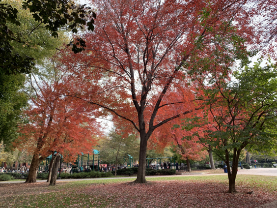 This photo is of a tree in a NJ park in the Fall which has recently been trimmed and treated for organic insert prevention.