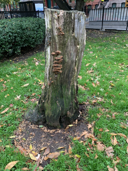 This photo is a of diseased tree that was cut down and removed with the stump remaining. The stump shows signs of disease and hollowing as depicted from the fungus growth.